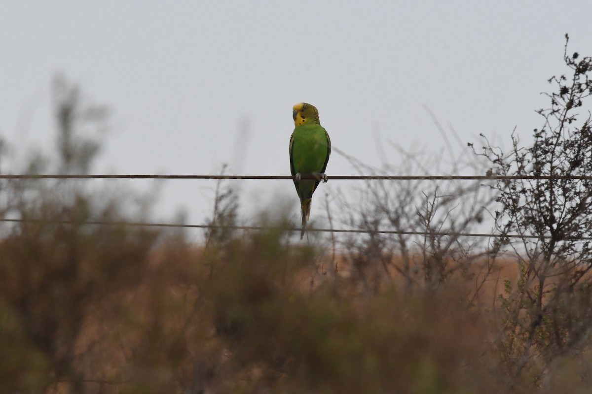 תוכון - ML646930178