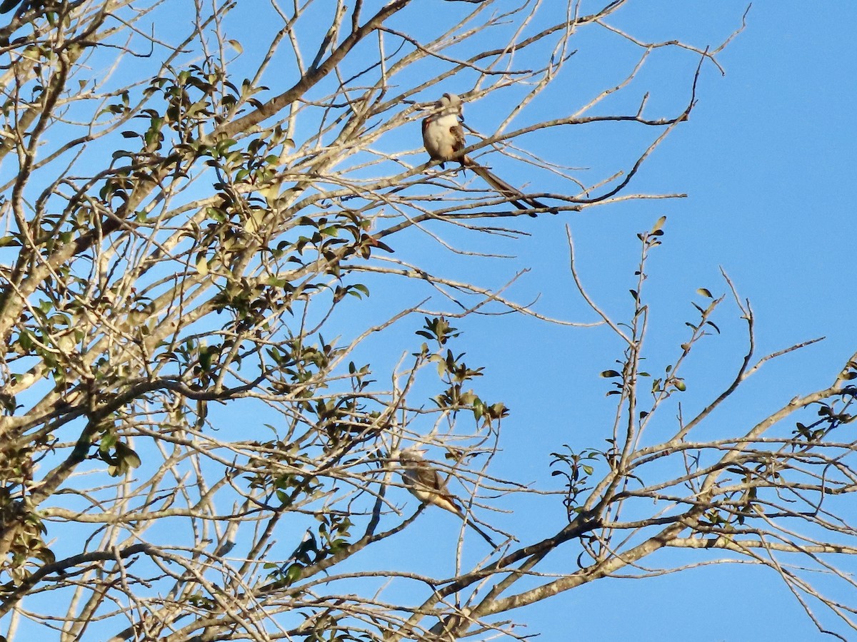 Scissor-tailed Flycatcher - ML646930179