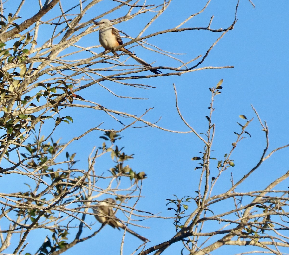 Scissor-tailed Flycatcher - ML646930180