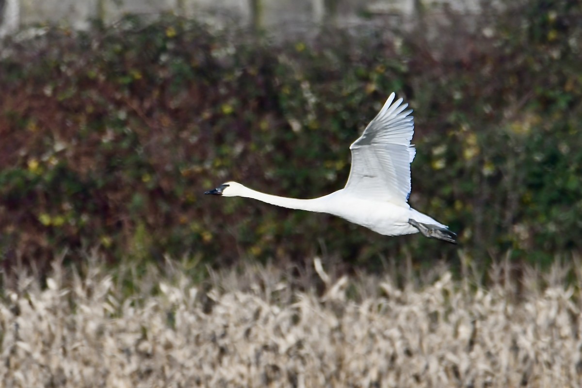 Cisne Trompetero - ML646930187
