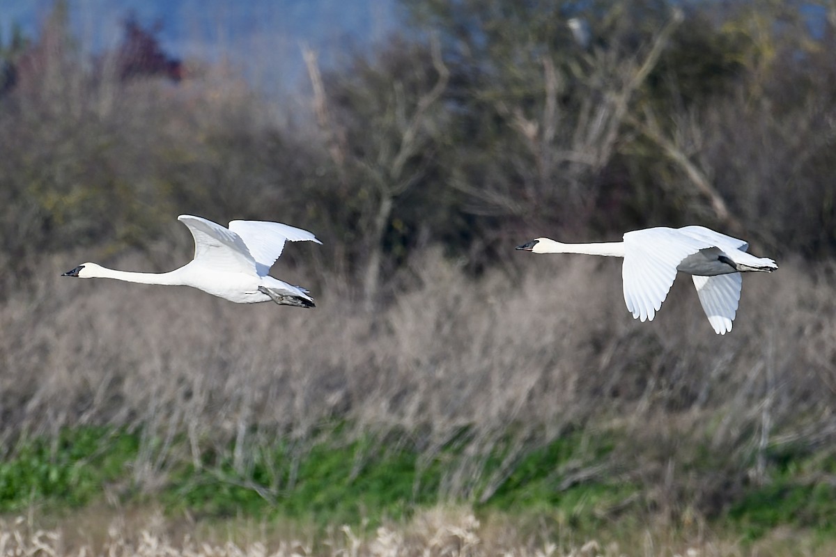 Cisne Trompetero - ML646930188