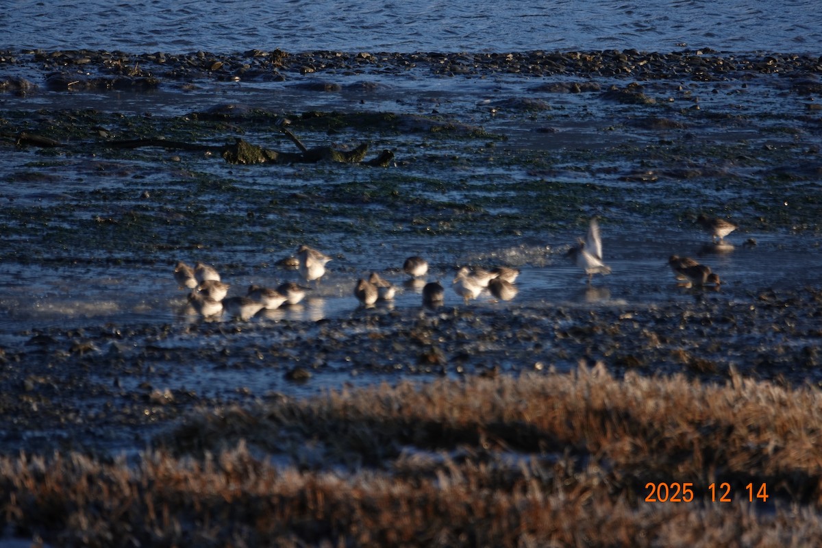 チシマシギ - ML646930189