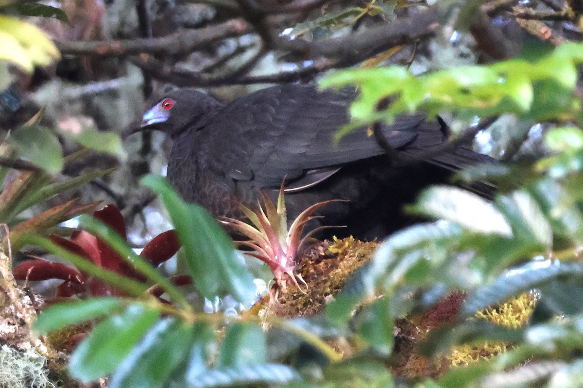 Schwarzguan - ML646930193