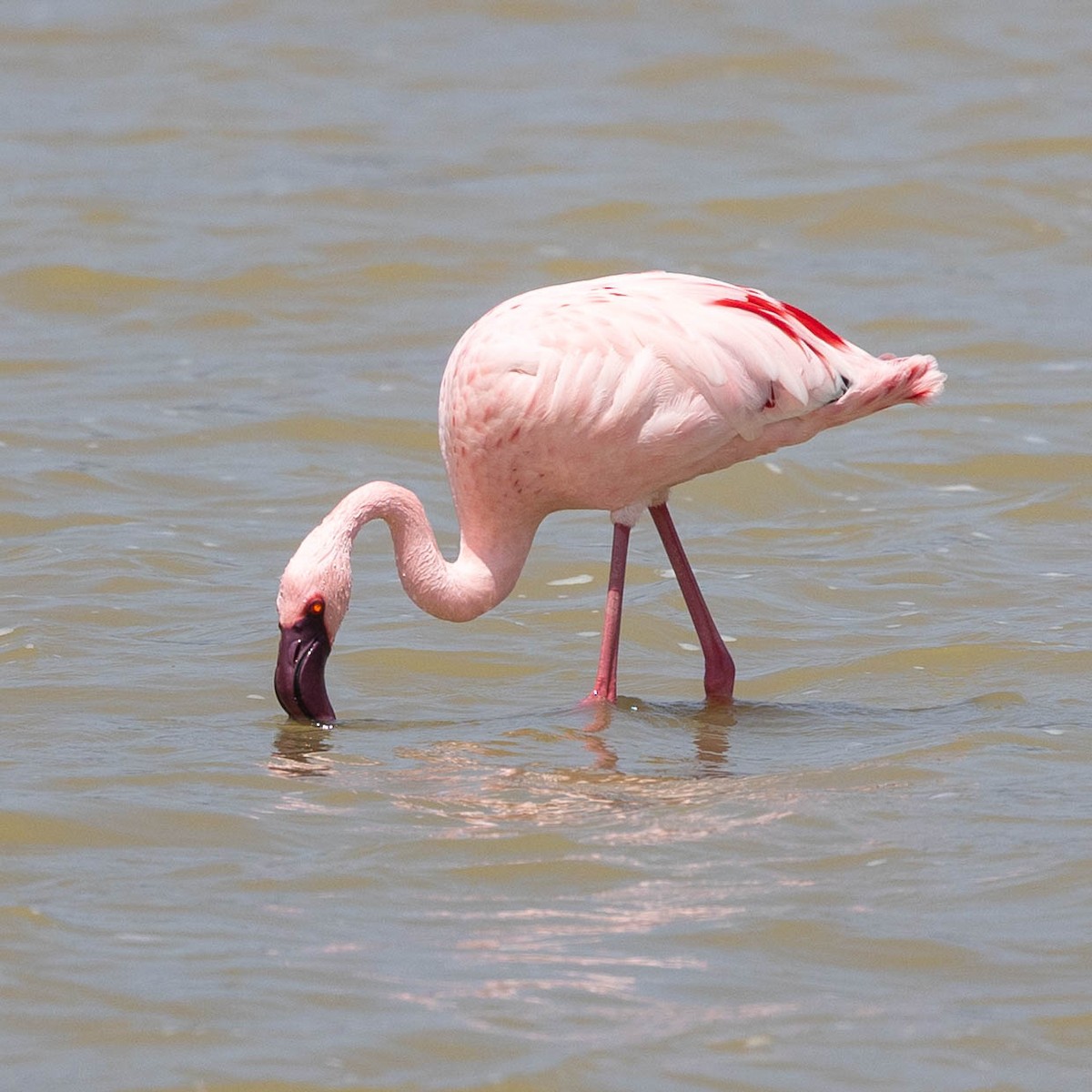 Zwergflamingo - ML646930194