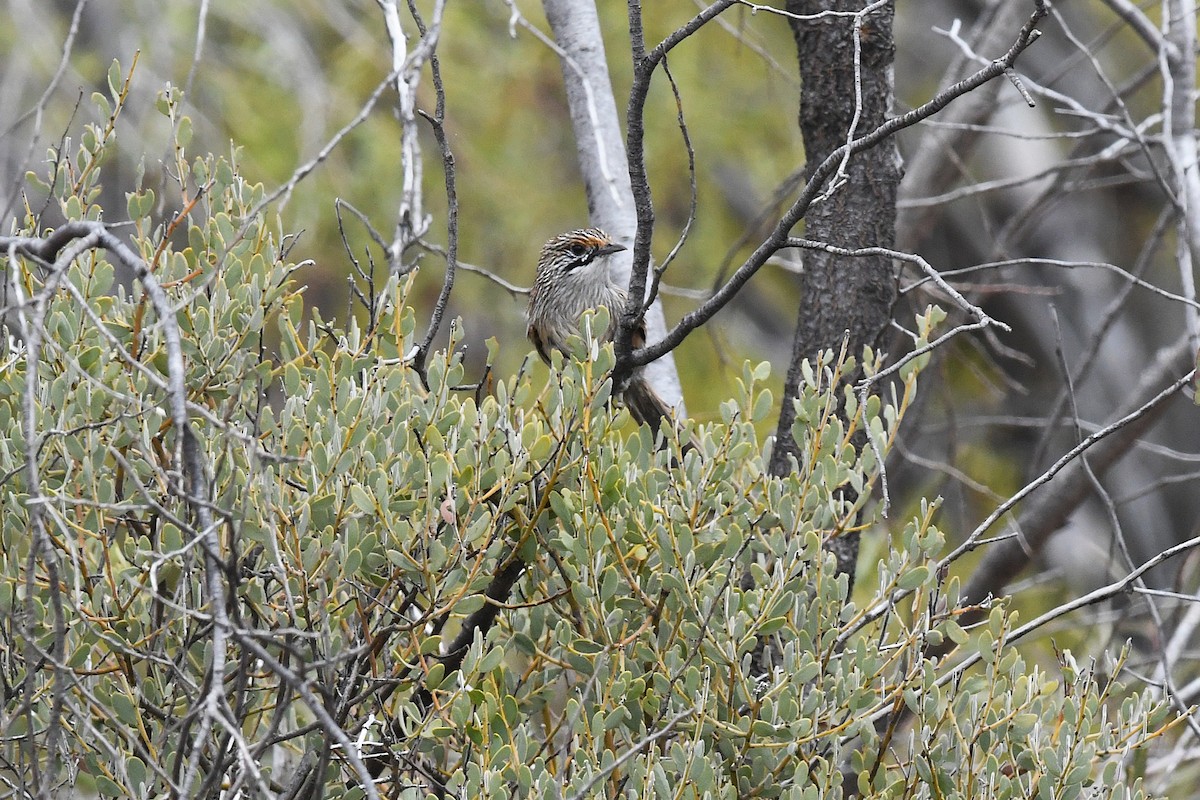 Striated Grasswren - ML646930199