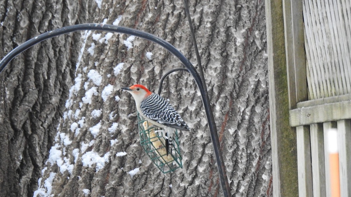 シマセゲラ - ML646930200