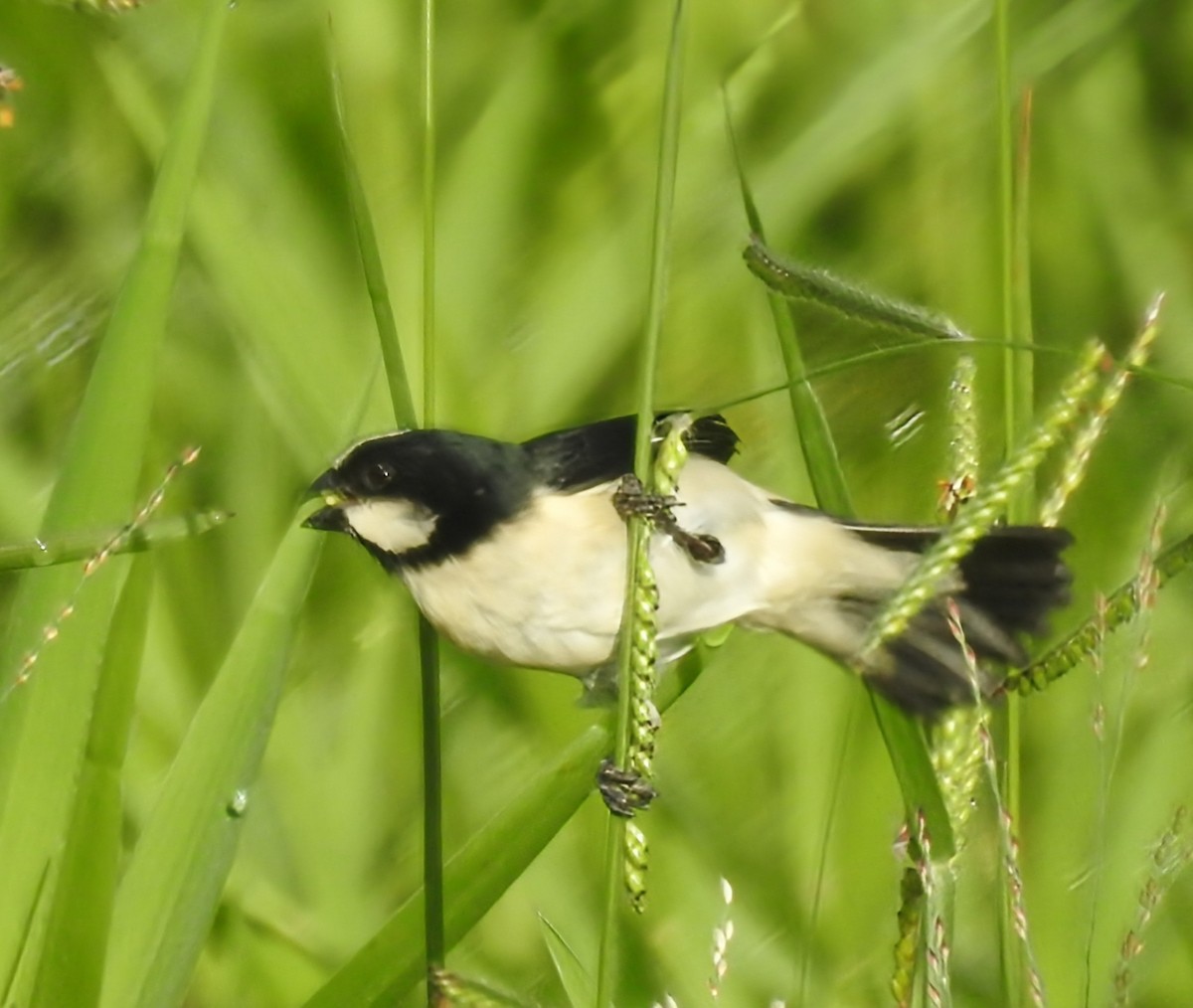 Lined Seedeater - ML646930212