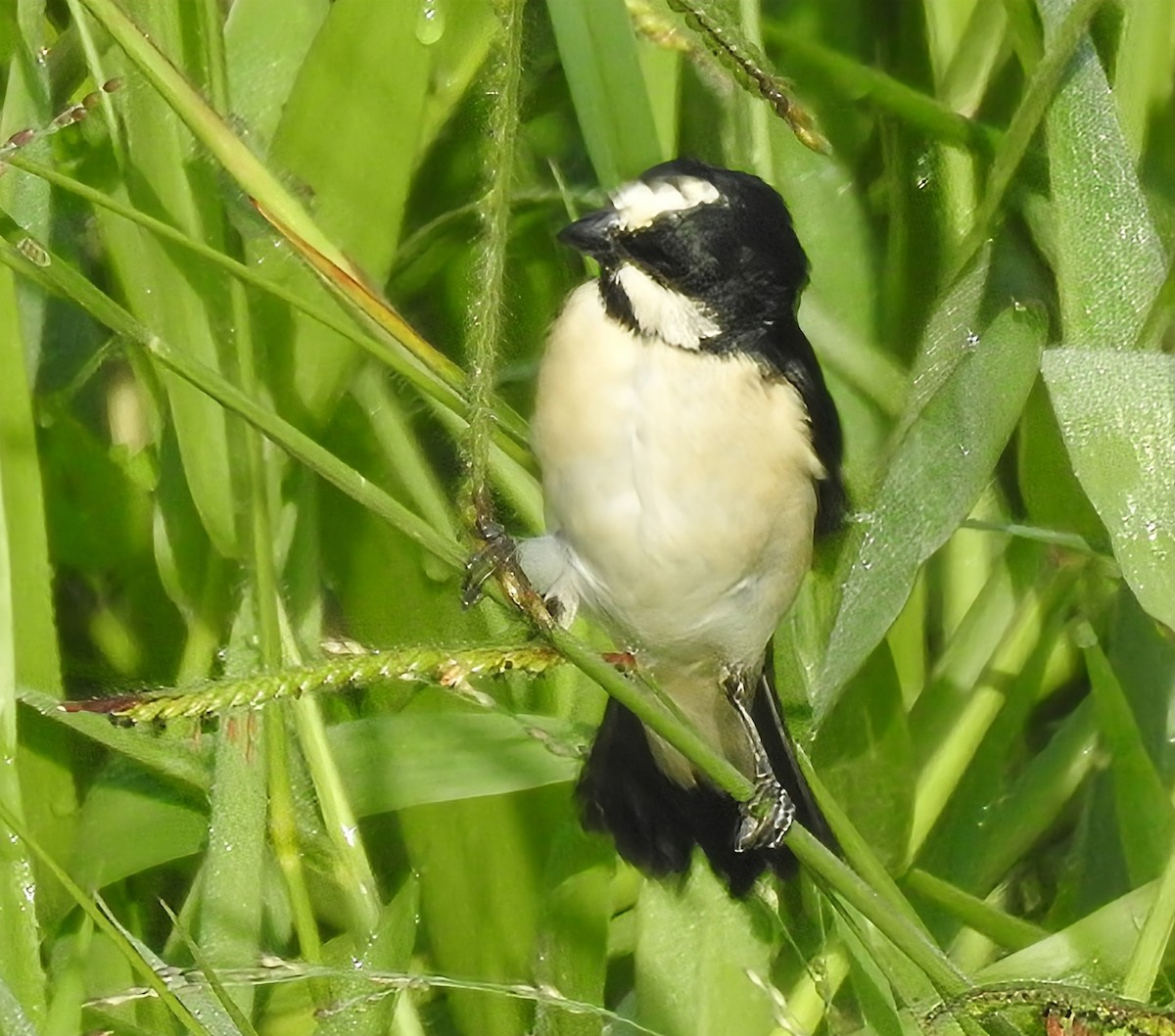 Lined Seedeater - ML646930213