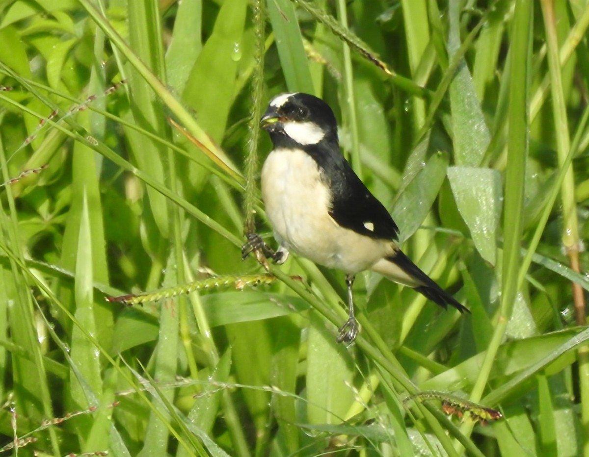 Lined Seedeater - ML646930215