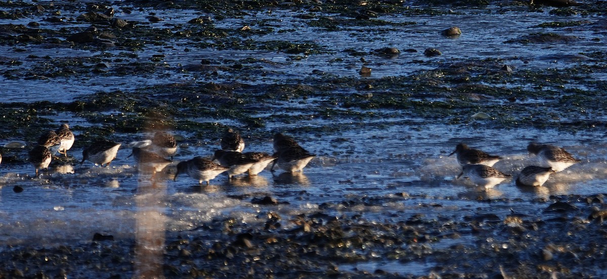 チシマシギ - ML646930216