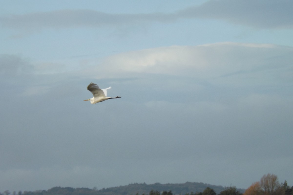 volavka bílá - ML646930218