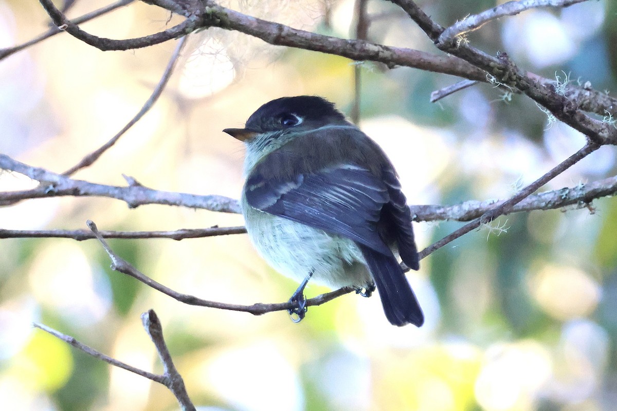 Black-capped Flycatcher - ML646930224