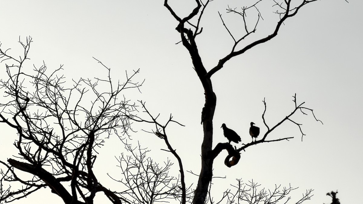 Black Vulture - ML646930225