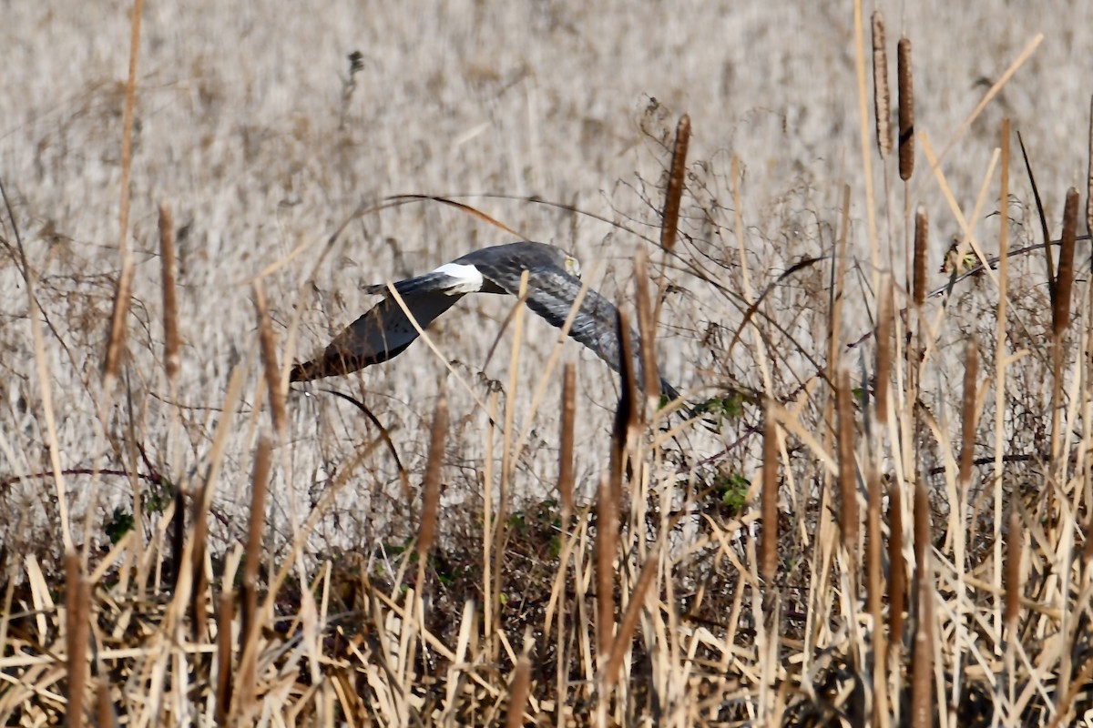 Aguilucho de Hudson - ML646930226