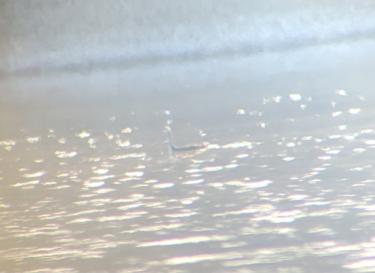 Red-throated Loon - ML646930228