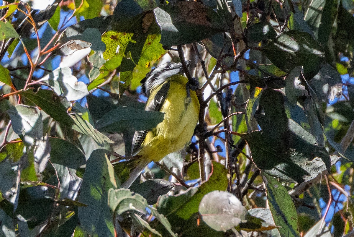 Silbador Cabezón Oriental - ML646930230