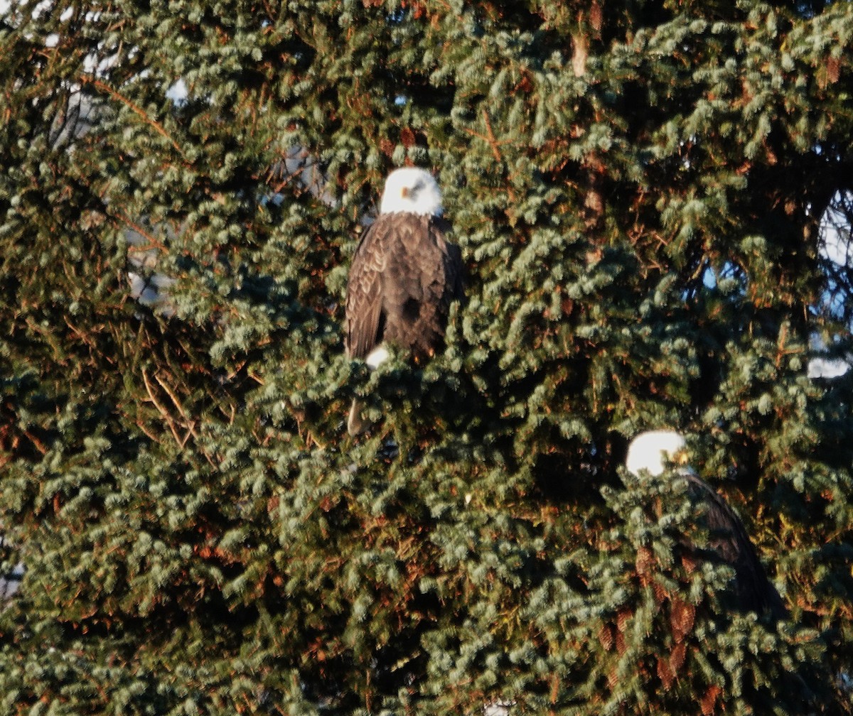 ハクトウワシ - ML646930243