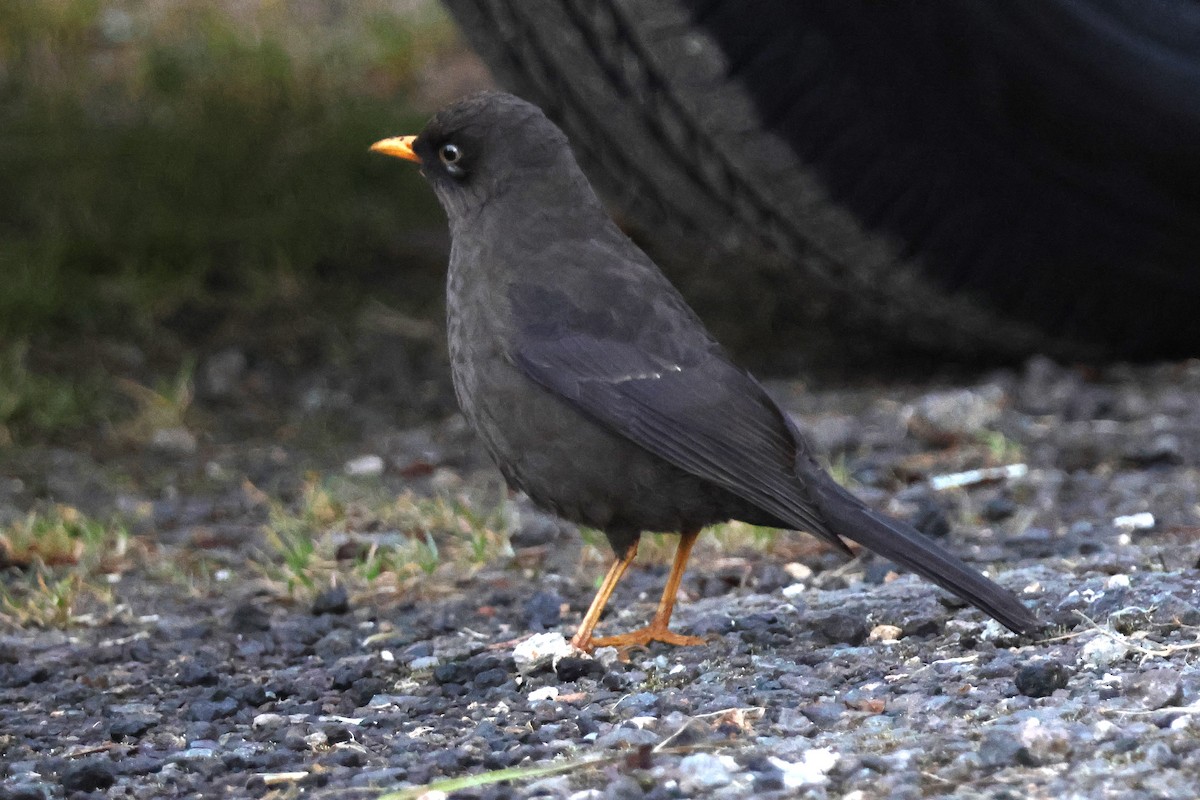 Sooty Thrush - ML646930244