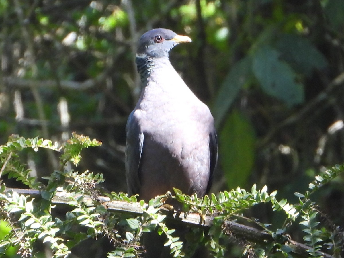 Paloma Torcaza - ML646930245