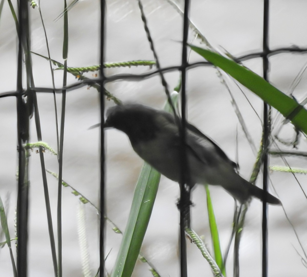 Yellow-bellied Seedeater - ML646930246