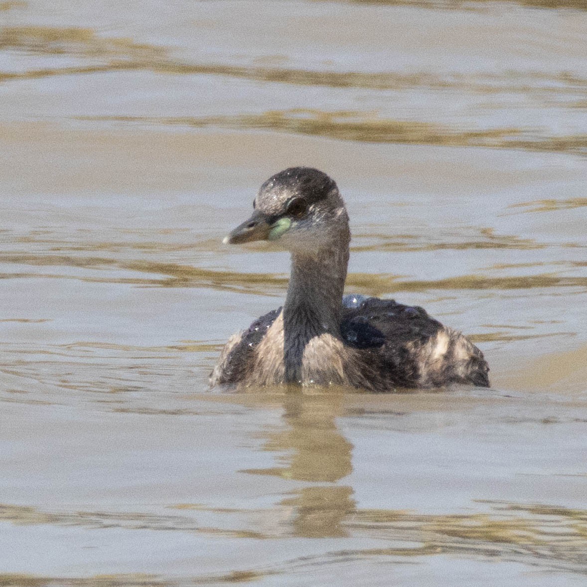 Zwergtaucher - ML646930247