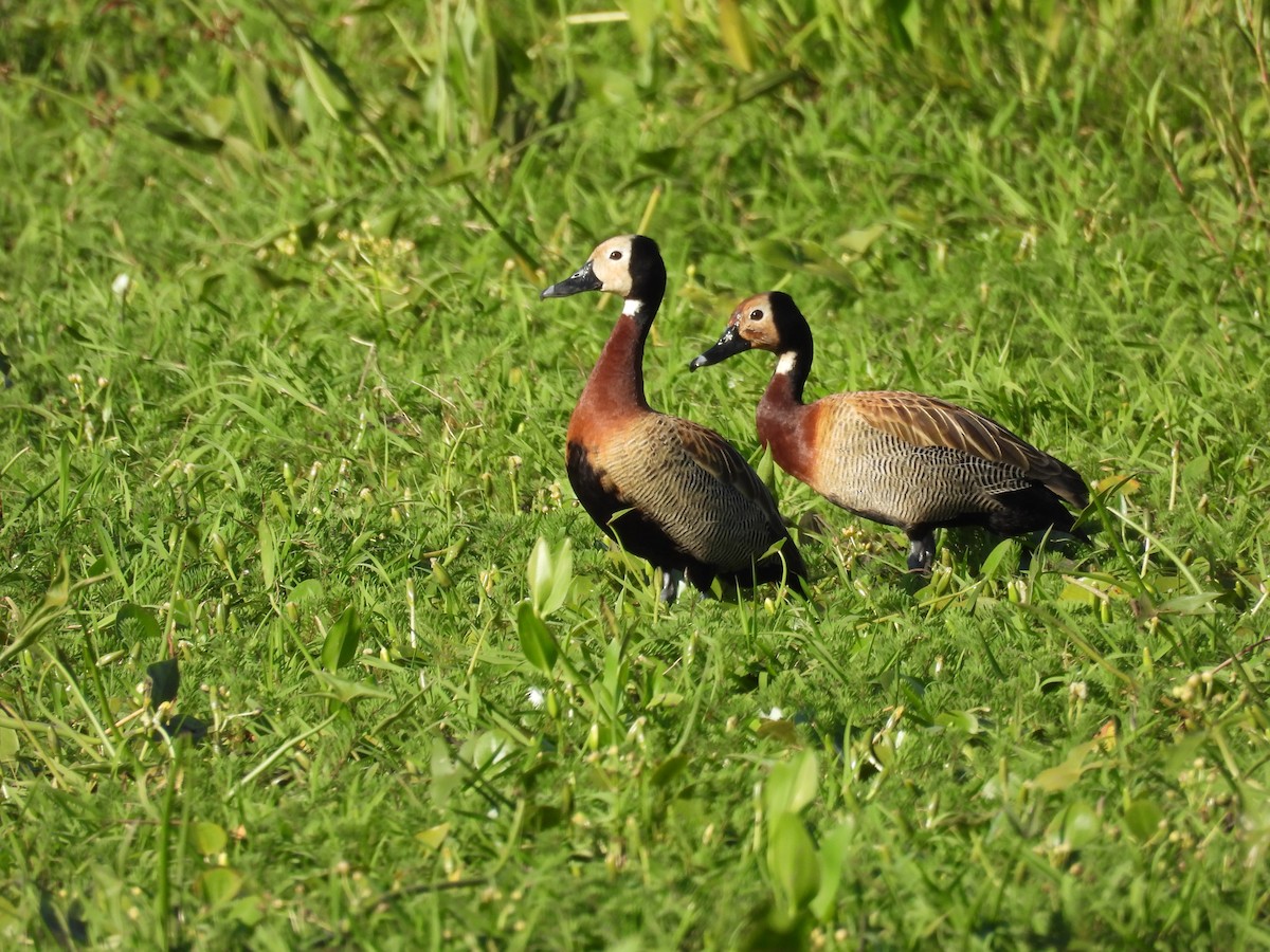 White-faced Whistling-Duck - ML646930251