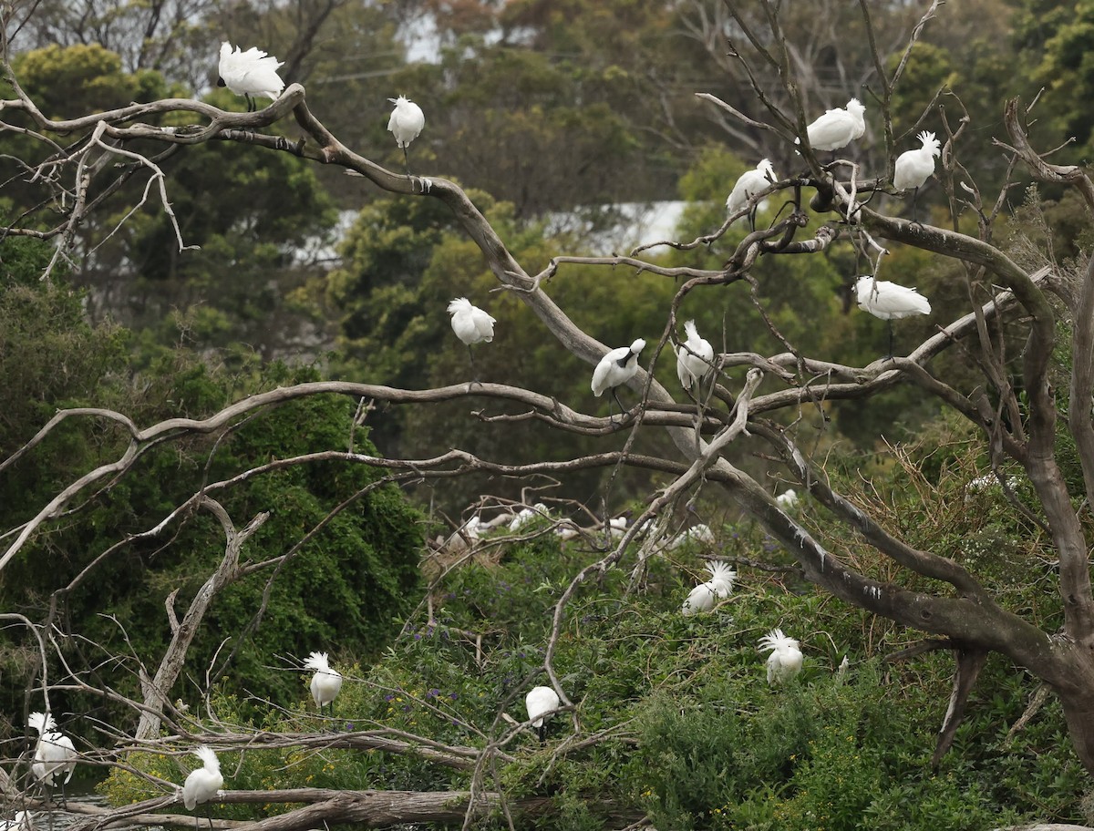 Royal Spoonbill - ML646930254