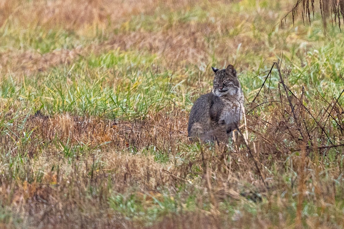 Eastern Bobcat - ML646930268