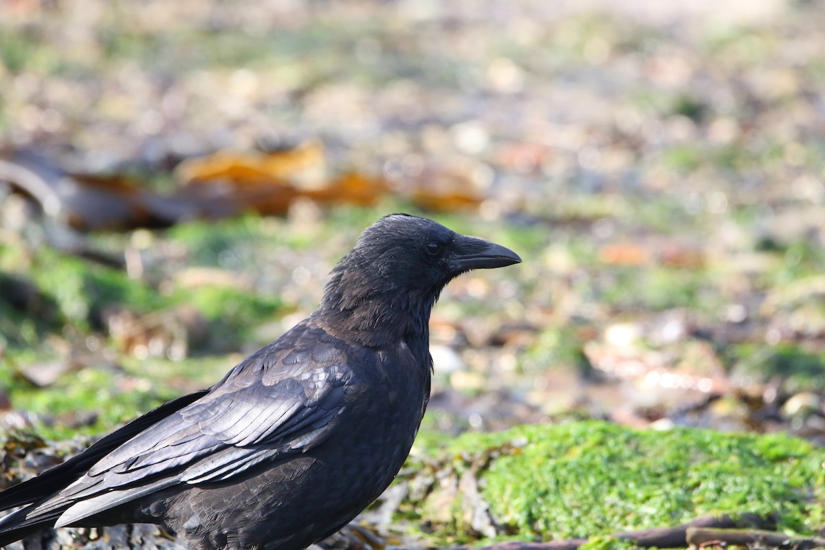vrána černá - ML646930269