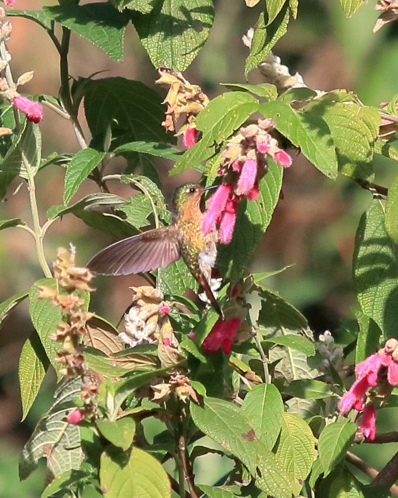 Metalura Tiria - ML646930271