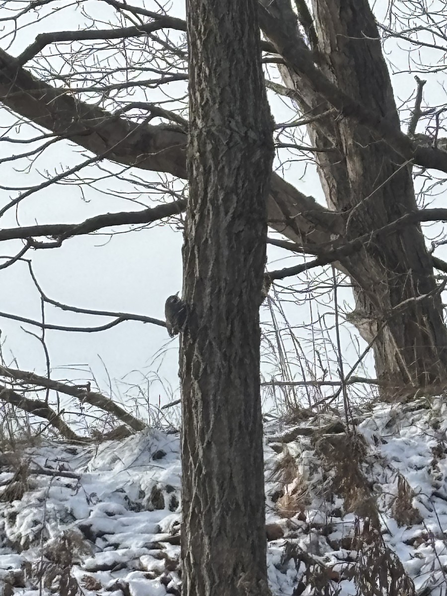 Kara Şeritli Ötleğen - ML646930272