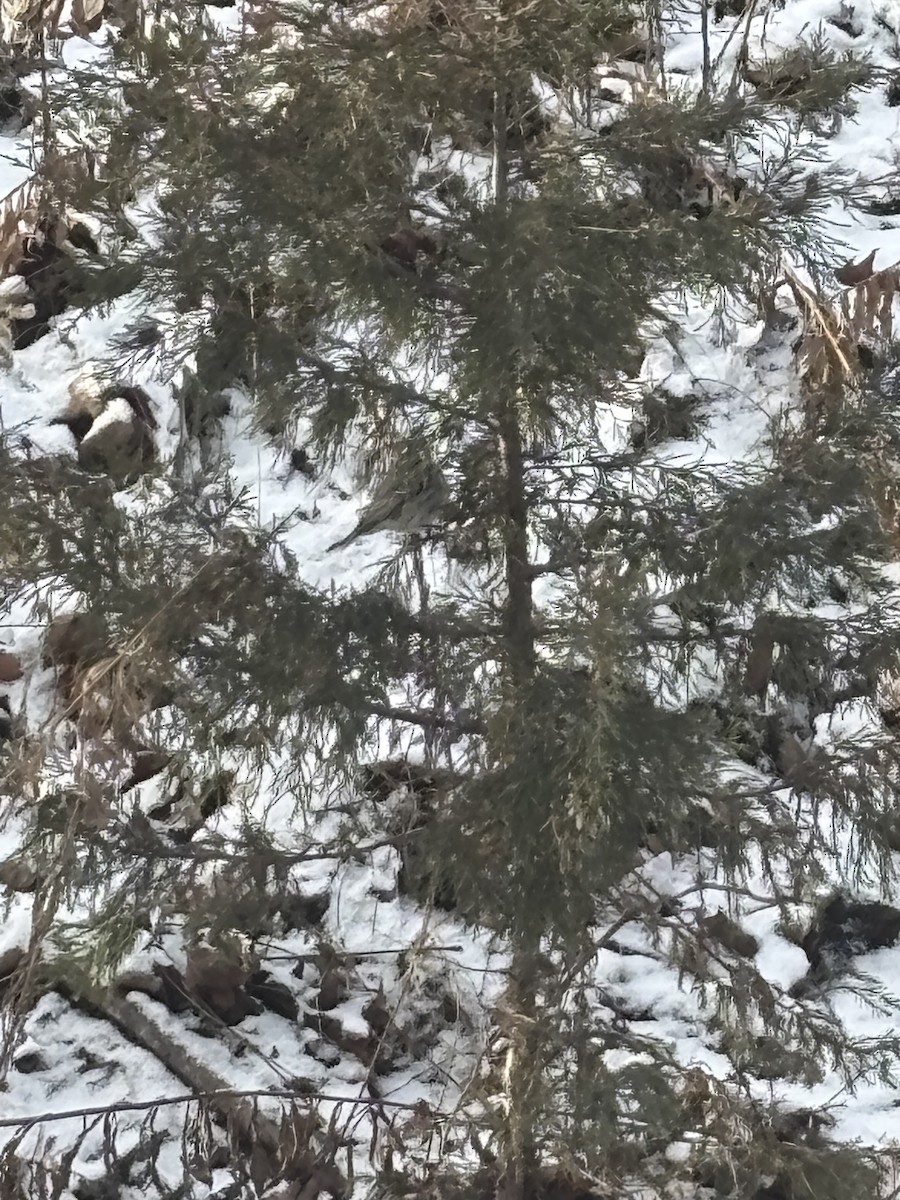 Kara Şeritli Ötleğen - ML646930273