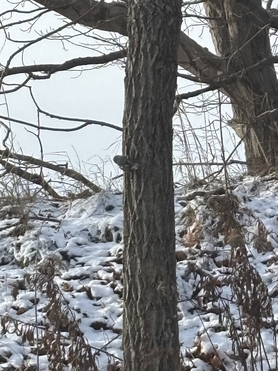 Kara Şeritli Ötleğen - ML646930274