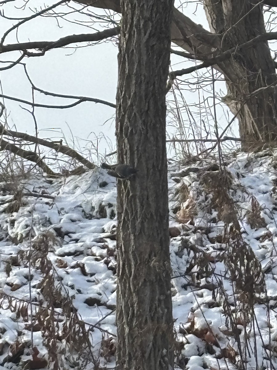 Kara Şeritli Ötleğen - ML646930275