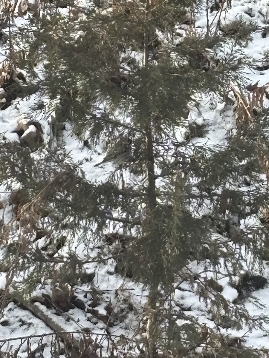 Kara Şeritli Ötleğen - ML646930276