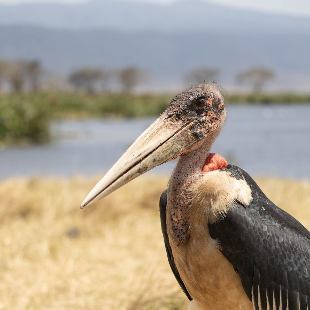 Marabu - ML646930280