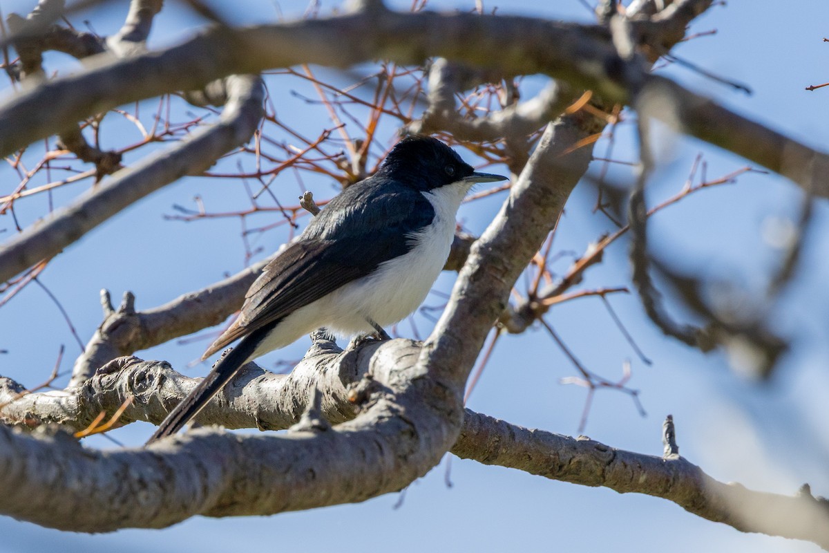 Restless Flycatcher - ML646930284