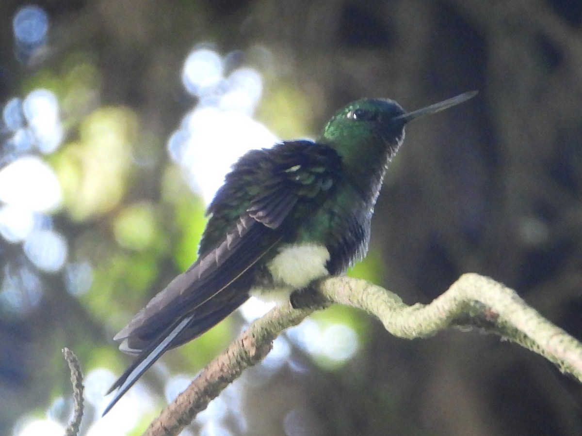 Calzadito Colilargo - ML646930286