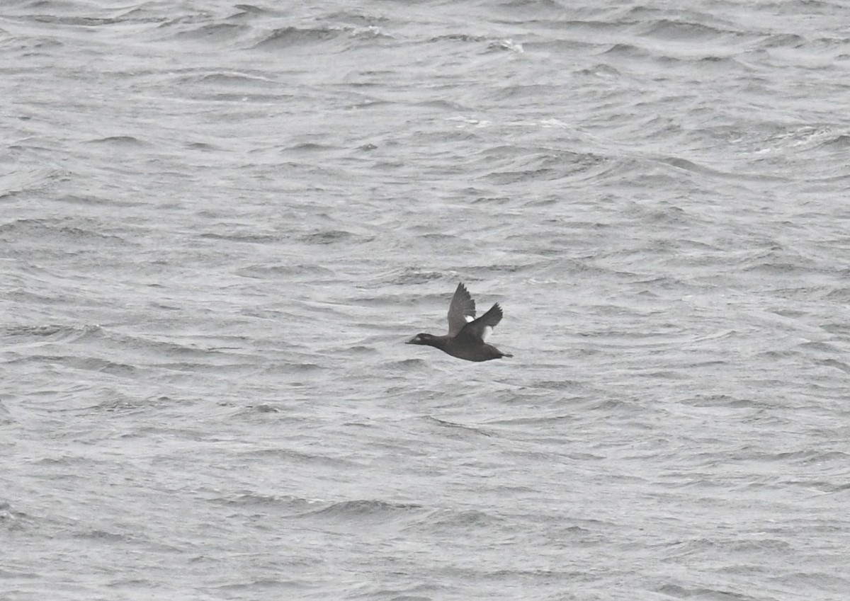 amerikasjøorre - ML646930287