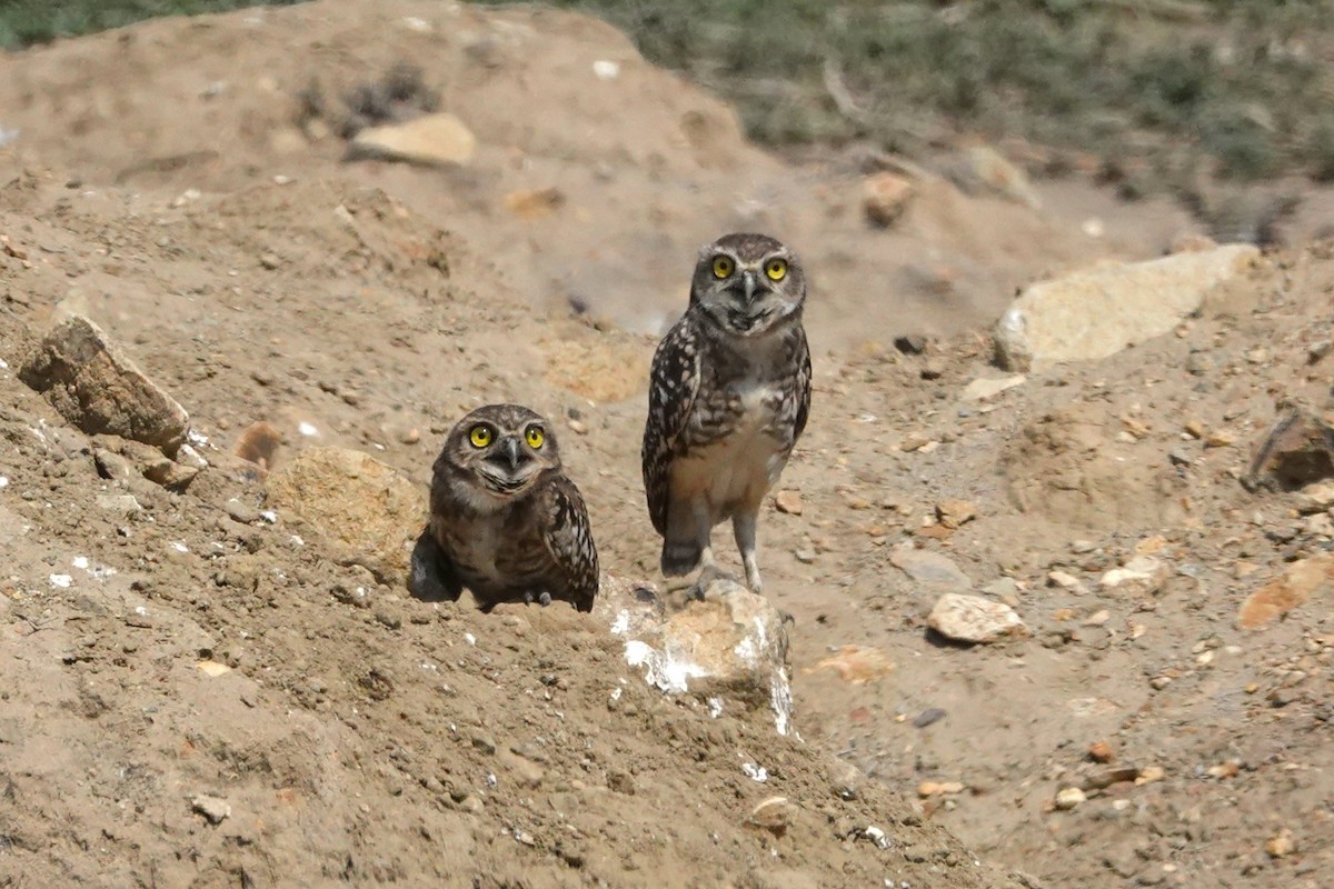 Burrowing Owl - ML646930289