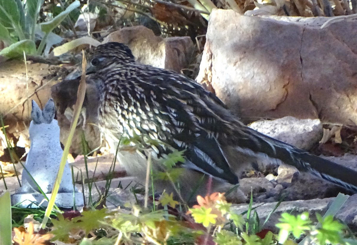 Greater Roadrunner - ML646930290