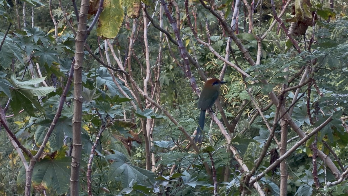 Russet-crowned Motmot - ML646930293