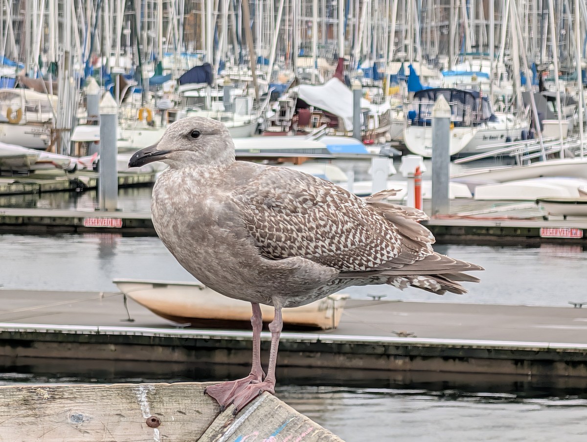 American Herring Gull - ML646930294
