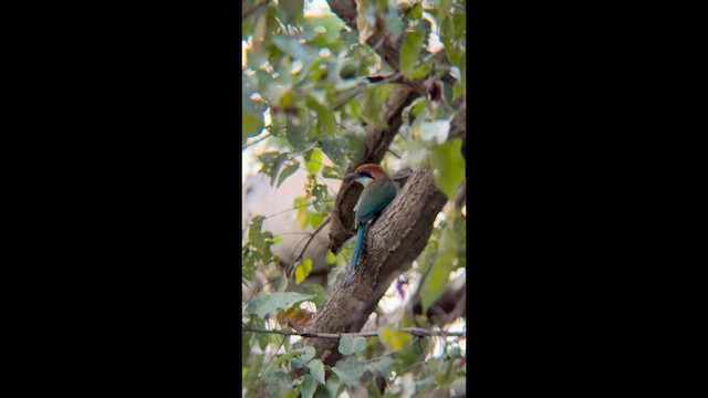 Russet-crowned Motmot - ML646930298