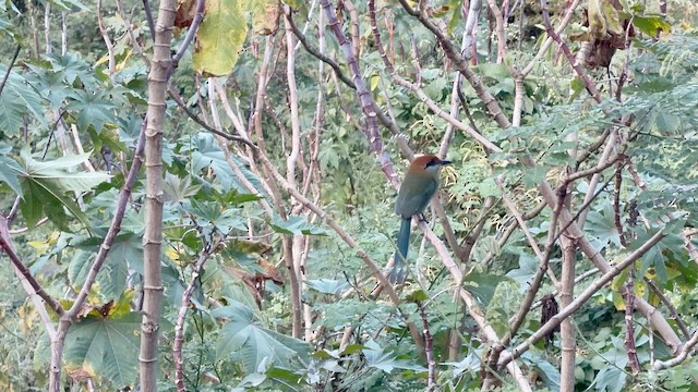 Russet-crowned Motmot - ML646930299