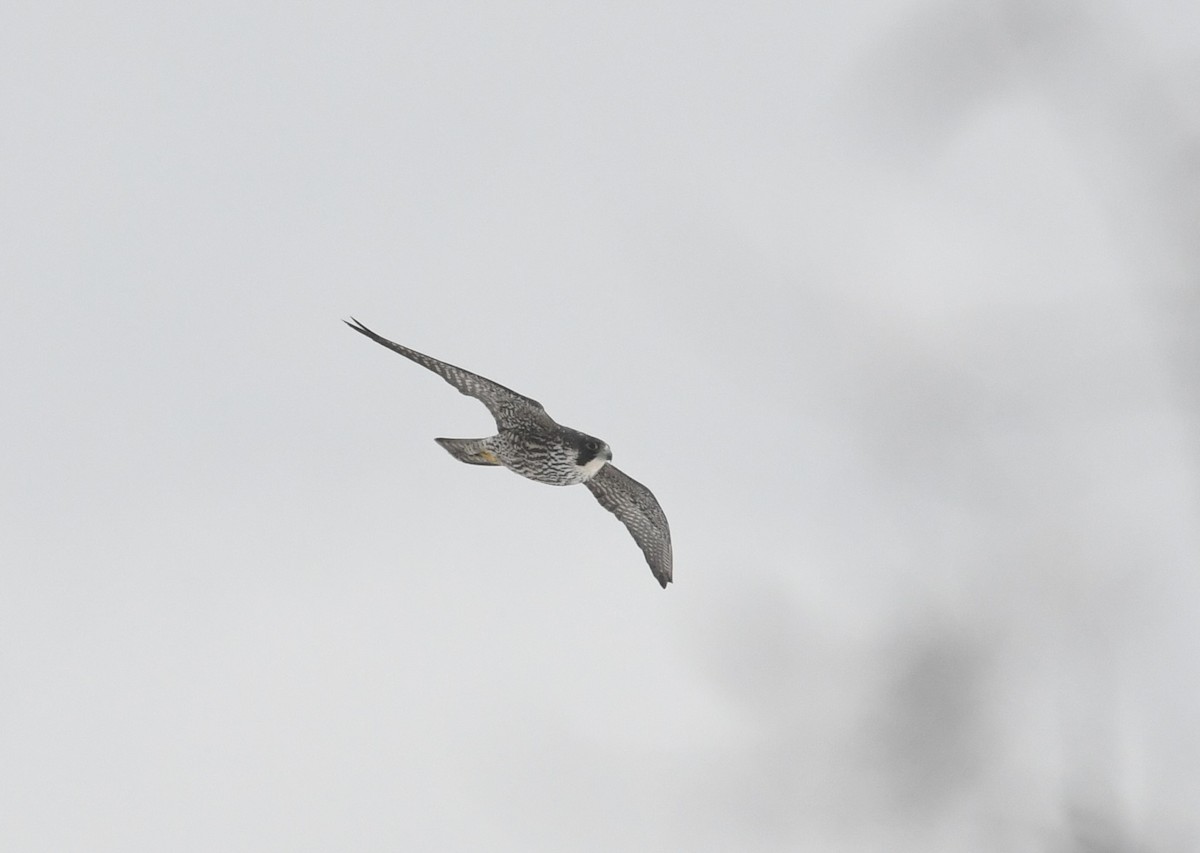 vandrefalk (anatum) - ML646930303