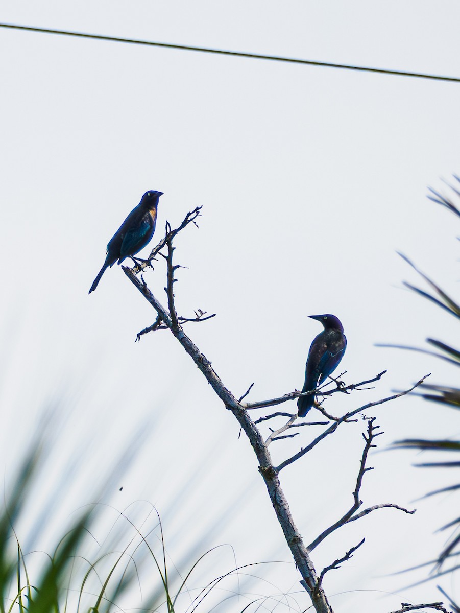 Common Grackle - ML646930304