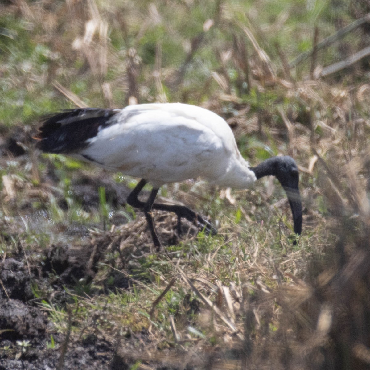 Pharaonenibis - ML646930305