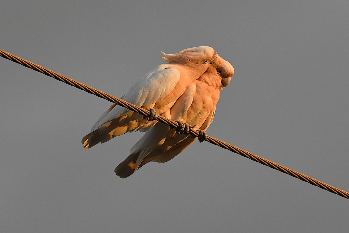 Pink Cockatoo - ML646930306