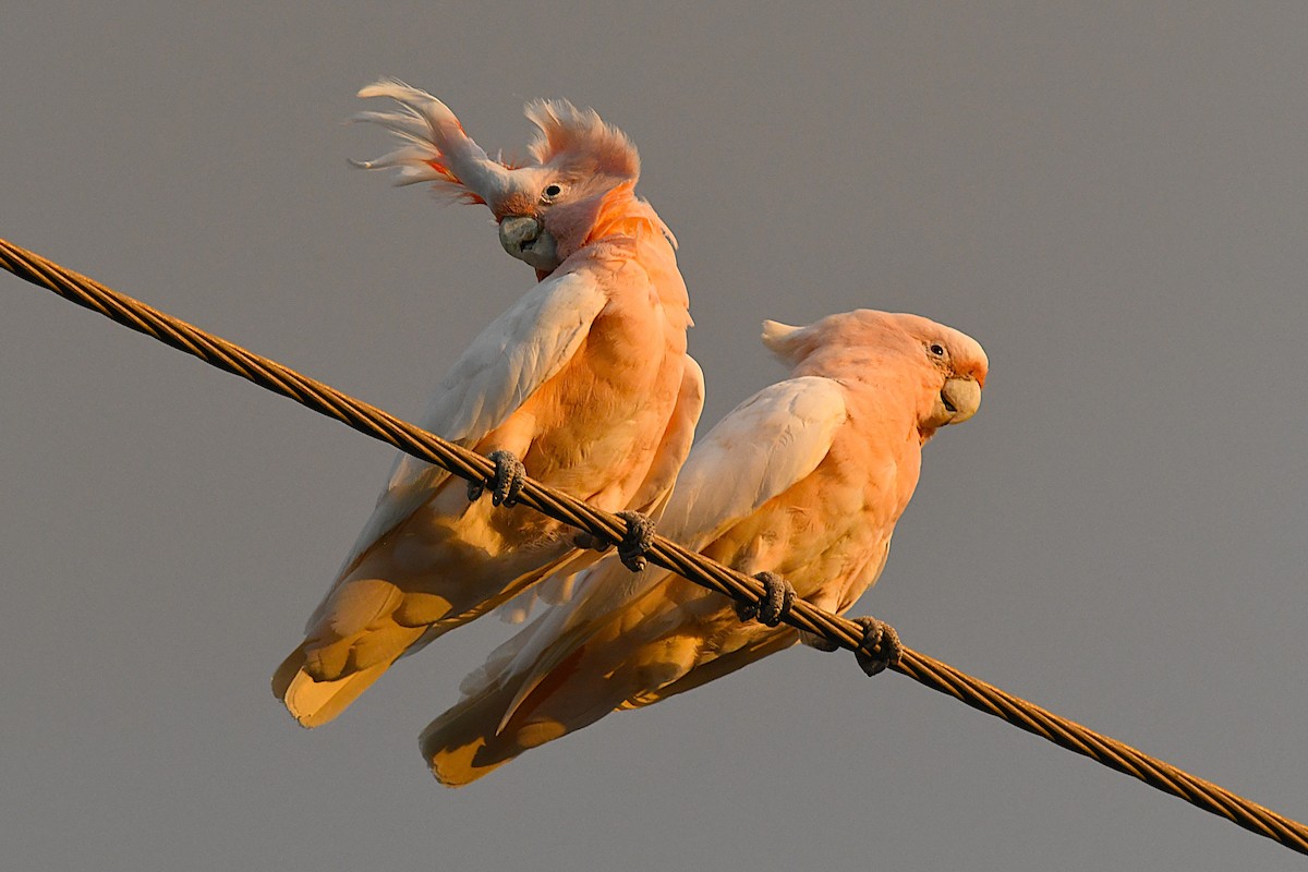 Pink Cockatoo - ML646930307